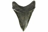 Serrated, Fossil Megalodon Tooth - South Carolina #168937-2